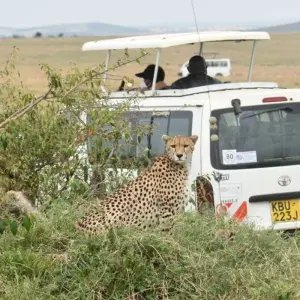 Explore Overnight private safari to Maasai Mara from Nairobi for 2 days with Perfect Wilderness Tours And Safaris and discover unforgettable experiences - Photo 4