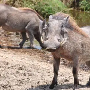 Explore 12 Days, 11 Nights Kenya, Tanzania Budget Camping Safari with Complementary First Night Accommodation at Best Western Plus Westaland for 12 days with Perfect Wilderness Tours And Safaris and discover unforgettable experiences - Photo 3