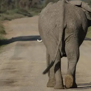 Explore 6 Days, 5 Nights Budget Safari To Masai Mara, Lake Nakuru And Amboseli for 6 days with Perfect Safari Africa tours and safaris and discover unforgettable experiences - Photo 2