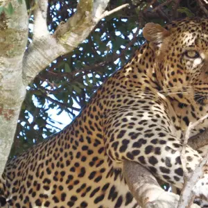 Explore 7 Days, 6 Nights Safari Package To Masai Mara, Lake Nakuru, Lake Naivasha/Hell’s Gate and Samburu National Reserve With Complimentary First Night Accommodation at After 40 Hotel Nairobi. for 7 days with Perfect Wilderness Tours And Safaris and discover unforgettable experiences - Photo 8