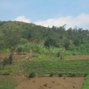 Explore 3 Days Gorilla Trekking Tour in Bwindi Forest Uganda – Flying option for 3 days with Perfect Wilderness Tours And Safaris and discover unforgettable experiences - Photo 4