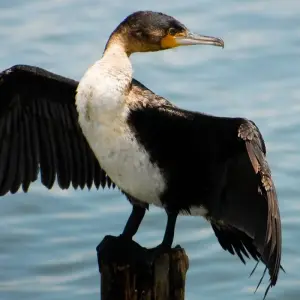 Explore 7 Days, 6 Nights Safari To Masai Mara, Lake Nakuru, Lake Naivasha And Amboseli Safari With Complimentary First Night Accommodation at After 40 Hotel Nairobi. for 7 days with Perfect Wilderness Tours And Safaris and discover unforgettable experiences - Photo 8