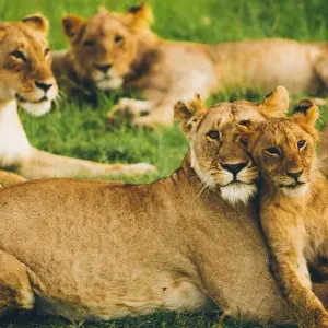 Explore 8 Days Kenya & Tanzania Safari (Private Lodging) with Complimentary First Night Accommodation at Raha Suites Hotel and free airport pickup. for 8 days with Perfect Wilderness Tours And Safaris and discover unforgettable experiences - Photo 9