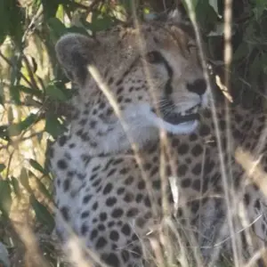 Explore 12 Days, 11 Nights Kenya, Tanzania Budget Camping Safari with Complementary First Night Accommodation at Best Western Plus Westaland for 12 days with Perfect Wilderness Tours And Safaris and discover unforgettable experiences - Photo 4