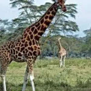 Explore 7 Days Private 4 Star safari to Masai Mara, Lake Nakuru, Hell’s Gate Naivasha & Amboseli National parks Using a 4WD JEEP with Complimentary First Night Accommodation at Raha Suites Hotel for 7 days with Perfect Wilderness Tours And Safaris and discover unforgettable experiences - Photo 4