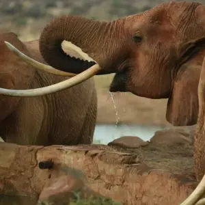 Explore Private 3-Day Tsavo Safari from Mombasa for 3 days with Perfect Wilderness Tours And Safaris and discover unforgettable experiences - Photo 8