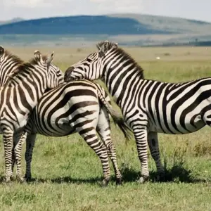 Explore 7 Days, 6 Nights Small Group Safari with Upgraded Accommodation to Masai Mara, Lake Nakuru, Lake Naivasha /Hell’s gate and Amboseli National Parks for 7 days with Perfect Safari Africa tours and safaris and discover unforgettable experiences - Photo 2