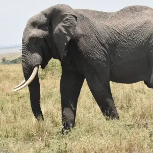 Explore Overnight private safari to Maasai Mara from Nairobi for 2 days with Perfect Wilderness Tours And Safaris and discover unforgettable experiences - Photo 6