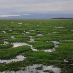 Explore 6 Days, 5 Nights Budget Safari To Masai Mara, Lake Nakuru And Amboseli for 6 days with Perfect Safari Africa tours and safaris and discover unforgettable experiences - Photo 4