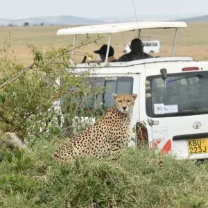 Explore 3 Days, 2 Nights Amboseli National Park From Nairobi with Complimentary Airport Pickup for 3 days with Perfect Wilderness Tours And Safaris and discover unforgettable experiences - Photo 9