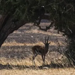 Explore 12 Days, 11 Nights Kenya, Tanzania Budget Camping Safari with Complementary First Night Accommodation at Best Western Plus Westaland for 12 days with Perfect Wilderness Tours And Safaris and discover unforgettable experiences - Photo 5