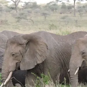 Explore 5 Days, 4 Nights Kenya And Tanzania Private Budget Camping Safari Package with Complimentary Airport Pickup. for 5 days with Perfect Wilderness Tours And Safaris and discover unforgettable experiences - Photo 11