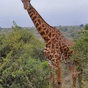 Explore Overnight private safari to Maasai Mara from Nairobi for 2 days with Perfect Wilderness Tours And Safaris and discover unforgettable experiences - Photo 7