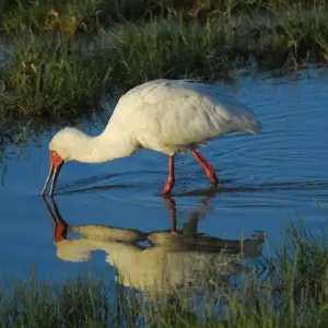 Explore 6 Days, 5 Nights Budget Safari To Masai Mara, Lake Nakuru And Amboseli for 6 days with Perfect Safari Africa tours and safaris and discover unforgettable experiences - Photo 5