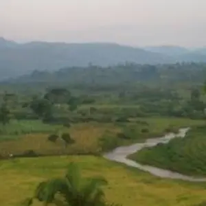 Explore 3 Days Gorilla Trekking Tour in Bwindi Forest Uganda – Flying option for 3 days with Perfect Wilderness Tours And Safaris and discover unforgettable experiences - Photo 7