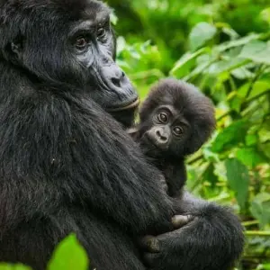 Explore 3 Days Gorilla Trekking Tour in Bwindi Forest Uganda – Flying option for 3 days with Perfect Wilderness Tours And Safaris and discover unforgettable experiences - Photo 8