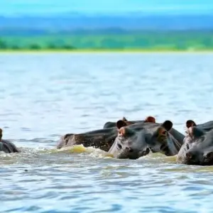 Explore 7 Days, 6 Nights Small Group Safari with Upgraded Accommodation to Masai Mara, Lake Nakuru, Lake Naivasha /Hell’s gate and Amboseli National Parks for 7 days with Perfect Safari Africa tours and safaris and discover unforgettable experiences - Photo 4