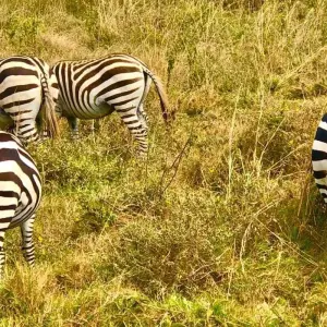 Explore Overnight private safari to Maasai Mara from Nairobi for 2 days with Perfect Wilderness Tours And Safaris and discover unforgettable experiences - Photo 8