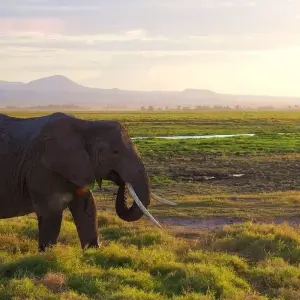 Explore 6 Days, 5 Nights Budget Safari To Masai Mara, Lake Nakuru And Amboseli for 6 days with Perfect Safari Africa tours and safaris and discover unforgettable experiences - Photo 6