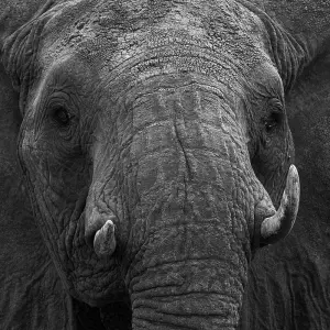 Explore 3 Days, 2 Nights Amboseli National Park From Nairobi with Complimentary Airport Pickup for 3 days with Perfect Wilderness Tours And Safaris and discover unforgettable experiences - Photo 11