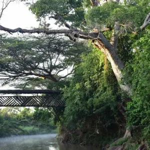 Explore 3 days 2 nights private safari to Maasai mara figtree CAMP for 3 days with Perfect Safari Africa tours and safaris and discover unforgettable experiences - Photo 6