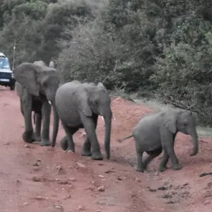 Explore Hot Air Balloon safari in Maasai Mara National Reserve with Bush Breakfast for 1 days with Perfect Wilderness Tours And Safaris and discover unforgettable experiences - Photo 9