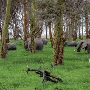 Explore 7 Days 6 Nights Budget Group Safari To Maasai Mara, Lake Nakuru, Naivasha and Amboseli Parks for 7 days with Perfect Safari Africa tours and safaris and discover unforgettable experiences - Photo 2