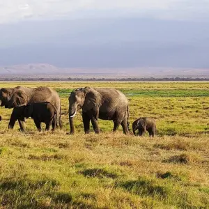 Explore 6 Days, 5 Nights Budget Safari To Masai Mara, Lake Nakuru And Amboseli for 6 days with Perfect Safari Africa tours and safaris and discover unforgettable experiences - Photo 7