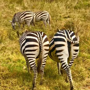 Explore Overnight private safari to Maasai Mara from Nairobi for 2 days with Perfect Wilderness Tours And Safaris and discover unforgettable experiences - Photo 9