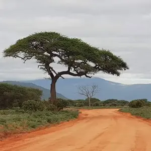 Explore Overnight safari to Tsavo East from Diani for 2 days with Perfect Wilderness Tours And Safaris and discover unforgettable experiences - Photo 10