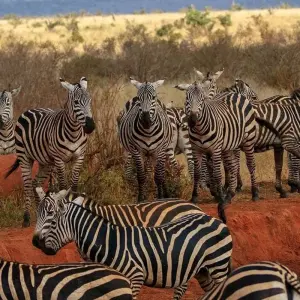 Explore 3 Days, 2 Nights Safari to tsavo National park from Nairobi for 3 days with Perfect Safari Africa tours and safaris and discover unforgettable experiences - Photo 2