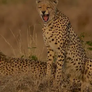 Explore 7 Days Amazing Safari To Masai Mara Nakuru Naivasha And Samburu Parks with a complimentary airport pick up with first night accommodation at After 40 hotel in Nairobi. for 7 days with Perfect Safari Africa tours and safaris and discover unforgettable experiences - Photo 3