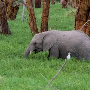 Explore 7 Days 6 Nights Budget Group Safari To Maasai Mara, Lake Nakuru, Naivasha and Amboseli Parks for 7 days with Perfect Safari Africa tours and safaris and discover unforgettable experiences - Photo 3
