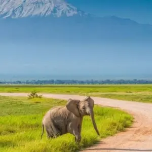 Explore 7 Days Private 4 Star safari to Masai Mara, Lake Nakuru, Hell’s Gate Naivasha & Amboseli National parks Using a 4WD JEEP with Complimentary First Night Accommodation at Raha Suites Hotel for 7 days with Perfect Wilderness Tours And Safaris and discover unforgettable experiences - Photo 9