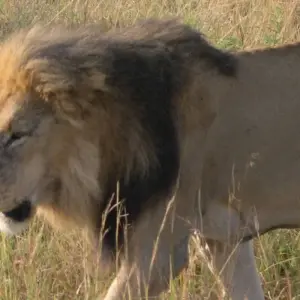 Explore Overnight private safari to Maasai Mara from Nairobi for 2 days with Perfect Wilderness Tours And Safaris and discover unforgettable experiences - Photo 10