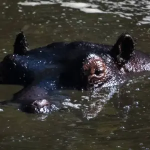 Explore 5 Days, 4 Nights Masai Mara, Lake Nakuru And Lake Naivasha/Hells Gate Budget Safari for 5 days with Perfect Safari Africa tours and safaris and discover unforgettable experiences - Photo 5