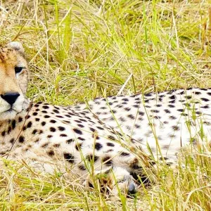 Explore 7 Days Amazing Safari To Masai Mara Nakuru Naivasha And Samburu Parks with a complimentary airport pick up with first night accommodation at After 40 hotel in Nairobi. for 7 days with Perfect Safari Africa tours and safaris and discover unforgettable experiences - Photo 4