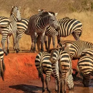 Explore 3 Days, 2 Nights Safari to tsavo National park from Nairobi for 3 days with Perfect Safari Africa tours and safaris and discover unforgettable experiences - Photo 3