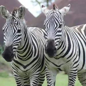 Explore 12-Day Kenya And Tanzania Private Lodge Safari From Nairobi with complimentary first night accommodation at Best Western plus Westlands Nairobi Hotel and free airport transfer. for 12 days with Perfect Safari Africa tours and safaris and discover unforgettable experiences - Photo 3