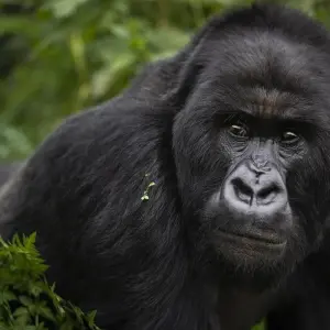 Explore 3 Days Gorilla Trekking Tour in Bwindi Forest Uganda – Flying option for 3 days with Perfect Wilderness Tours And Safaris and discover unforgettable experiences - Photo 11