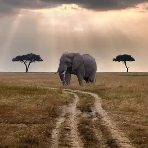 Explore 4 Days, 3 Nights Masai Mara and Lake Nakuru Group Joining Safari for 4 days with Perfect Safari Africa tours and safaris and discover unforgettable experiences - Photo 6