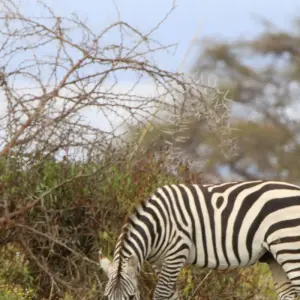 Explore 7 Days Private 4 Star safari to Masai Mara, Lake Nakuru, Hell’s Gate Naivasha & Amboseli National parks Using a 4WD JEEP with Complimentary First Night Accommodation at Raha Suites Hotel for 7 days with Perfect Wilderness Tours And Safaris and discover unforgettable experiences - Photo 10