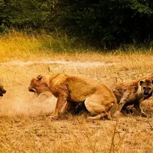 Explore 4 Days, 3 Nights Masai Mara and Lake Nakuru Group Joining Safari for 4 days with Perfect Safari Africa tours and safaris and discover unforgettable experiences - Photo 7