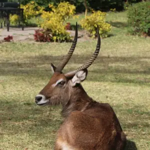 Explore 7 Days Private 4 Star safari to Masai Mara, Lake Nakuru, Hell’s Gate Naivasha & Amboseli National parks Using a 4WD JEEP with Complimentary First Night Accommodation at Raha Suites Hotel for 7 days with Perfect Wilderness Tours And Safaris and discover unforgettable experiences - Photo 11