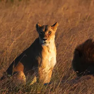 Explore 5 Days, 4 Nights Masai Mara, Lake Nakuru And Lake Naivasha/Hells Gate Budget Safari for 5 days with Perfect Safari Africa tours and safaris and discover unforgettable experiences - Photo 7