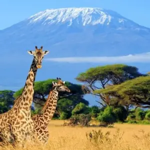 Explore 7 Days, 6 Nights Small Group Safari with Upgraded Accommodation to Masai Mara, Lake Nakuru, Lake Naivasha /Hell’s gate and Amboseli National Parks for 7 days with Perfect Safari Africa tours and safaris and discover unforgettable experiences - Photo 8