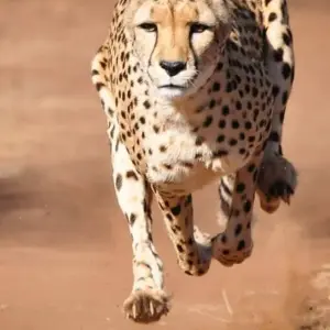 Explore 3 Days, 2 Nights Safari to tsavo National park from Nairobi for 3 days with Perfect Safari Africa tours and safaris and discover unforgettable experiences - Photo 5