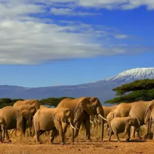 Explore 3 Days, 2 Nights Amboseli National Park From Nairobi for 3 days with Perfect Safari Africa tours and safaris and discover unforgettable experiences - Photo 5