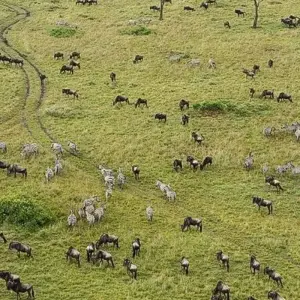 Explore 7 Days, 6 Nights Small Group Safari with Upgraded Accommodation to Masai Mara, Lake Nakuru, Lake Naivasha /Hell’s gate and Amboseli National Parks for 7 days with Perfect Safari Africa tours and safaris and discover unforgettable experiences - Photo 9