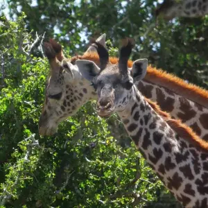 Explore 7 Days 6 Nights Budget Group Safari To Maasai Mara, Lake Nakuru, Naivasha and Amboseli Parks for 7 days with Perfect Safari Africa tours and safaris and discover unforgettable experiences - Photo 7